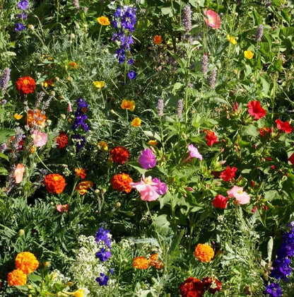 ✨Midwest Wildflower Seed Mix —— Low maintenance👨‍🌾