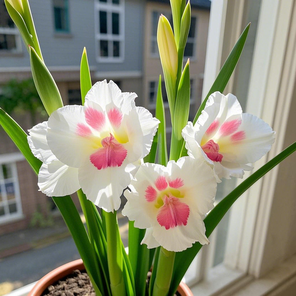 🌺Mixed Color Cat Paw Gladiolus Seeds🐾