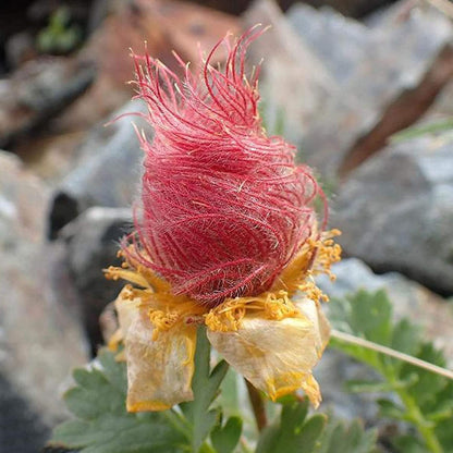 🌺Prairie Smoke Flower seeds🌺