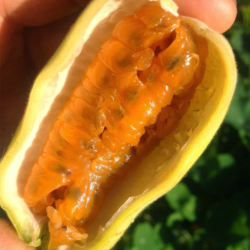 🔥HOT SALE🔥Rare Banana Passion Fruit Seeds