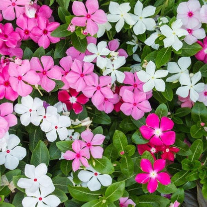 💥50% Off💥Mixed Color Periwinkle Seeds🌺