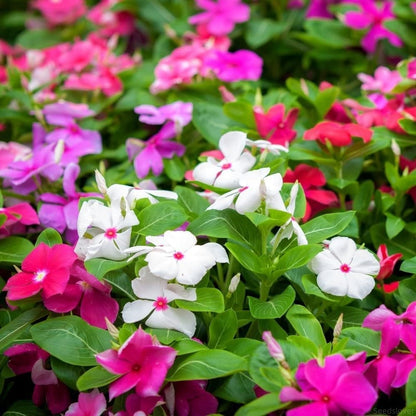 💥50% Off💥Mixed Color Periwinkle Seeds🌺