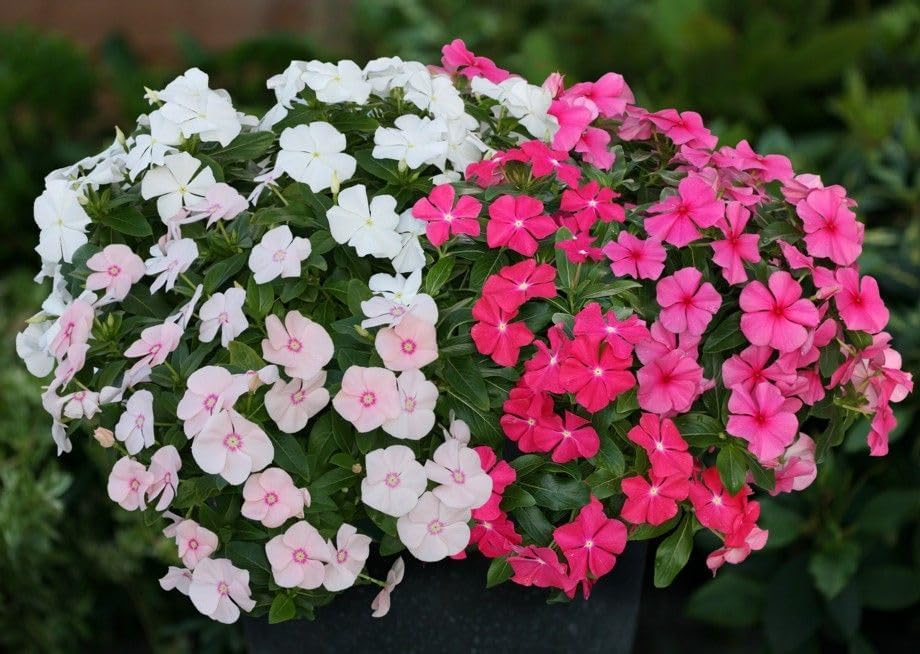 💥50% Off💥Mixed Color Periwinkle Seeds🌺