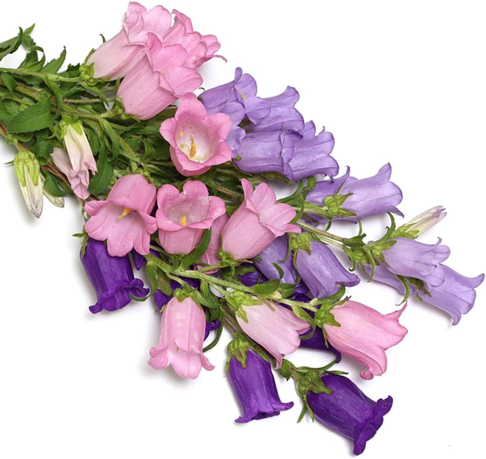 💥50% Off💥Campanula Flower Seeds🌺