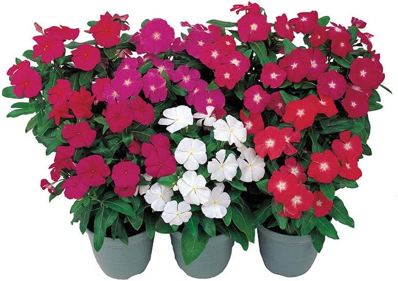 💥50% Off💥Mixed Color Periwinkle Seeds🌺