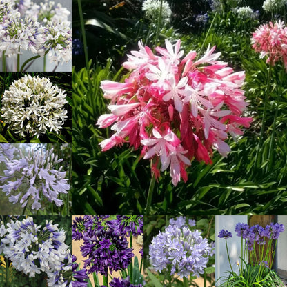 🔥Agapanthus Seeds💥Enjoy 50% Off