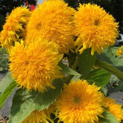 🌻Teddy Bear Sunflower Seeds