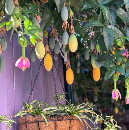 🔥HOT SALE🔥Rare Banana Passion Fruit Seeds