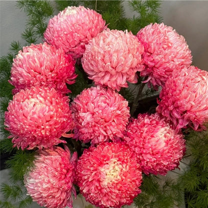 🔥50% OFF🌈Multicolored Peony Aster Seeds🌹