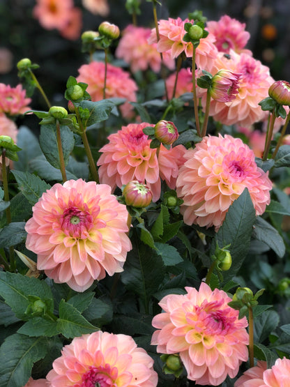 Dahlia ‘Sebastian’