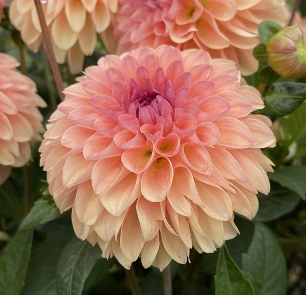 Dahlia ‘Sebastian’