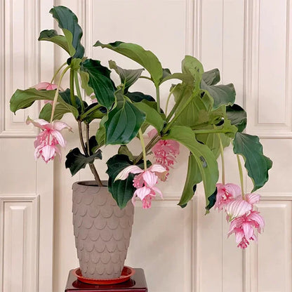 Medinilla Magnifica Flower Seeds