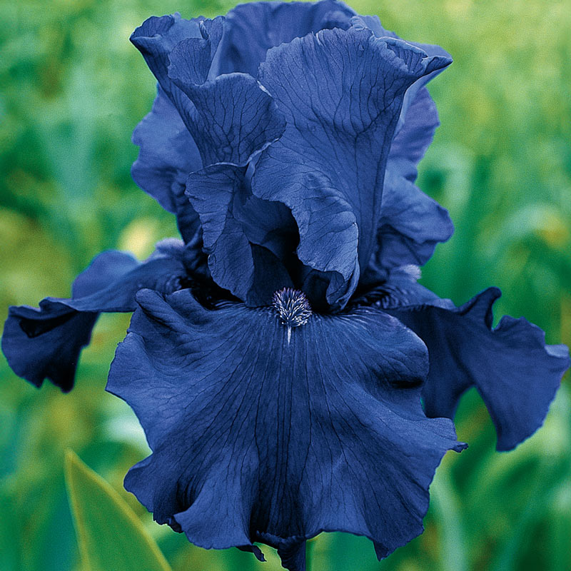 Bearded Iris Collection