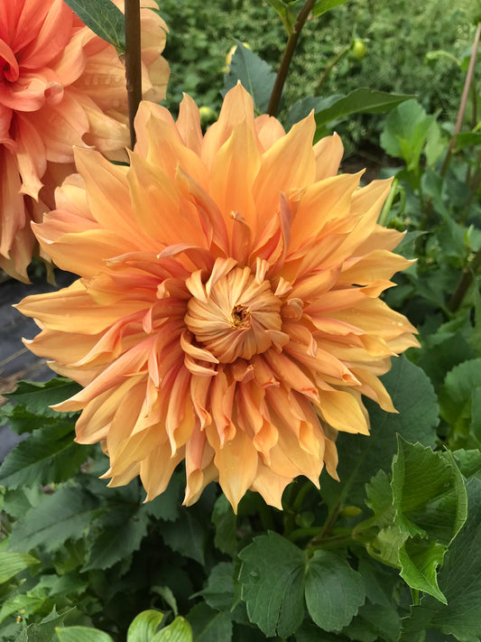 Dahlia Tuber - Hamari Gold