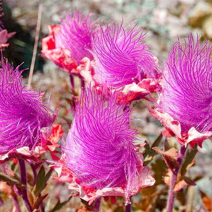 🌺Prairie Smoke Flower seeds🌺