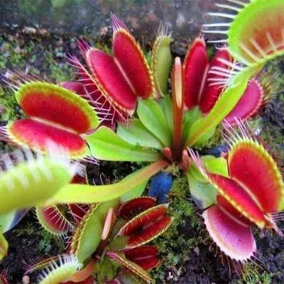 🔥🔥Venus Flytrap Seeds, Plant Seeds, Insectivorous Plant