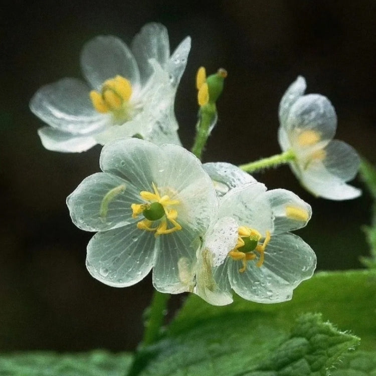 Skeleton Flower Seeds (Diphylleia Grayi Seeds)🌼