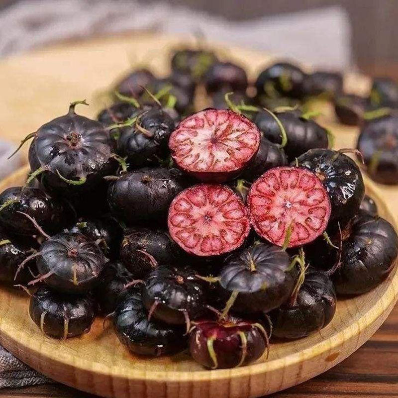 Red Berry Ginseng-Spider Fruit Seeds