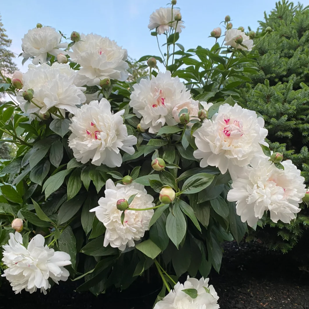 🌺The Queen of Flowers—Peony Flower