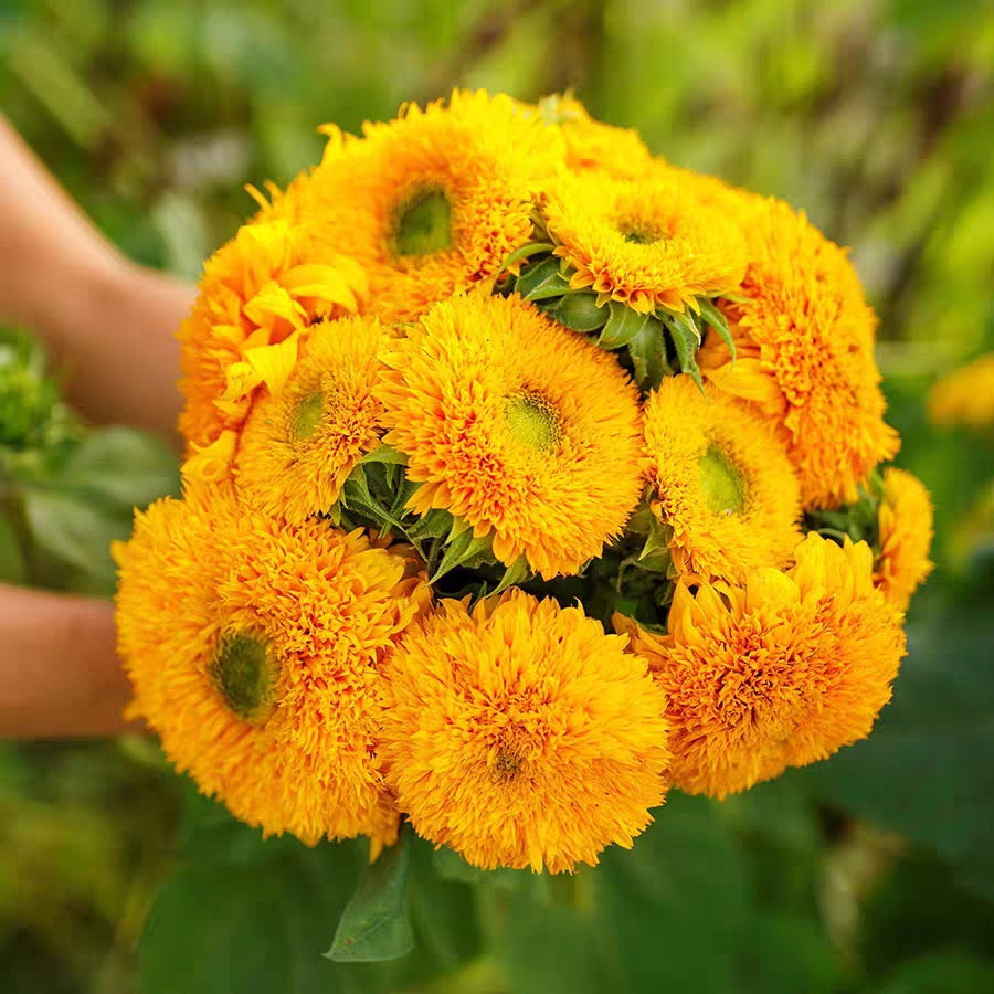 Teddy Bear Sunflower Seeds