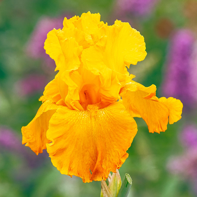 Bearded Iris Collection