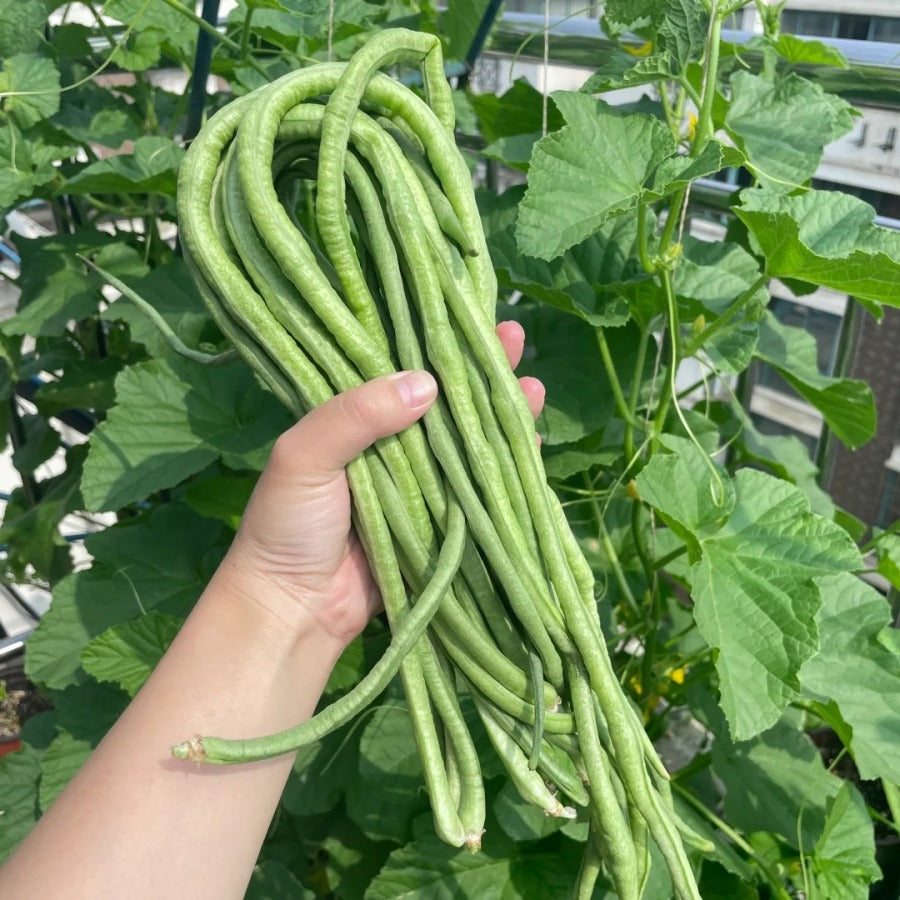 Long cowpea: A high-yielding vegetable in a short time🌱