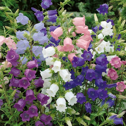 💥50% Off💥Campanula Flower Seeds🌺