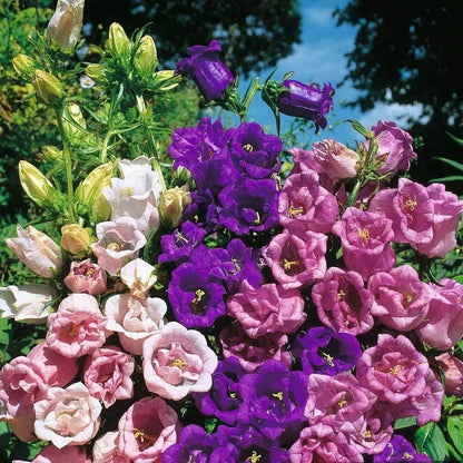 💥50% Off💥Campanula Flower Seeds🌺