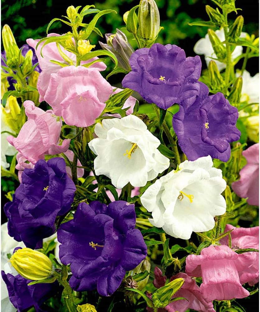 💥50% Off💥Campanula Flower Seeds🌺