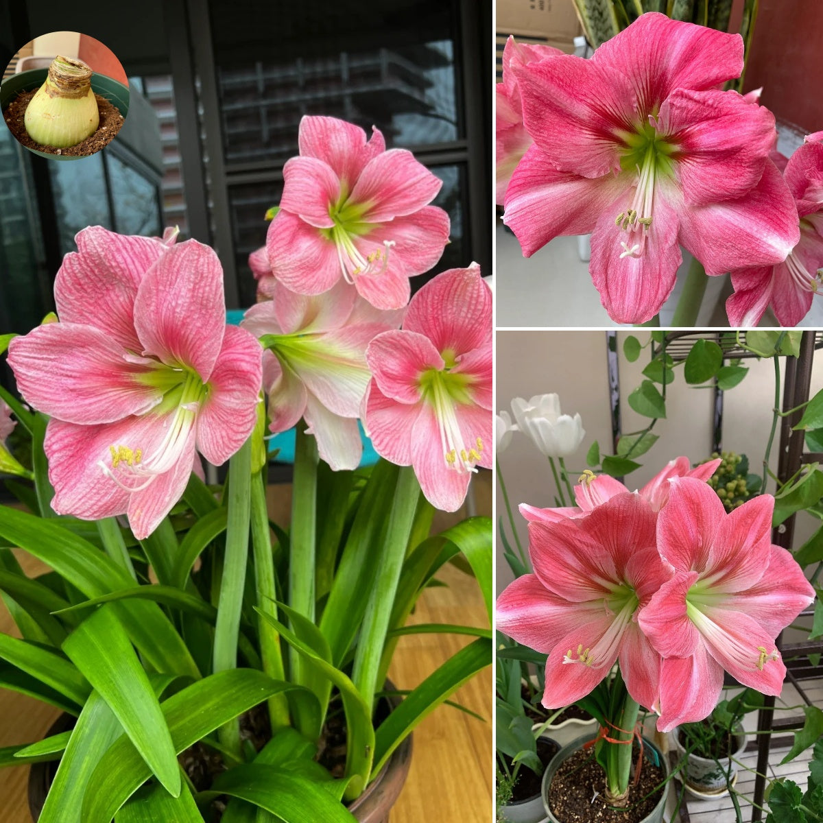 🎉Hot Sale🌷Amaryllis Bulbs