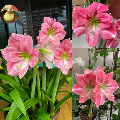 🎉Hot Sale🌷Amaryllis Bulbs