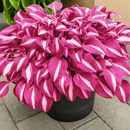 🎁2025 Special Offer🍃Rare Hosta Seeds🌿