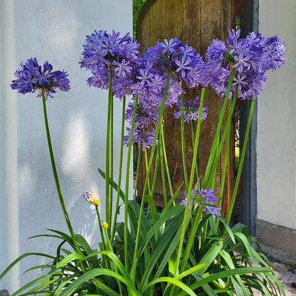 🔥Agapanthus Seeds💥Enjoy 50% Off