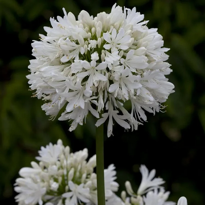 🔥Agapanthus Seeds💥Enjoy 50% Off