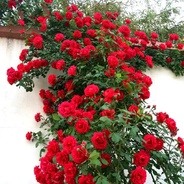 【 Repeat Blooming】🌹Climbing Rose Seeds - Luck Rises