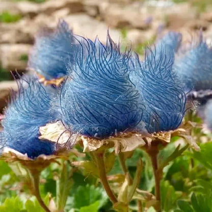 🌺Prairie Smoke Flower seeds🌺