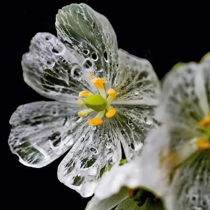 Skeleton Flower Seeds (Diphylleia Grayi Seeds)🌼