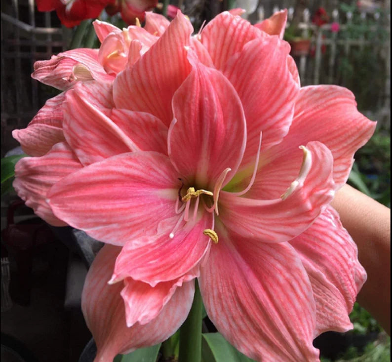 Amaryllis Bulbs