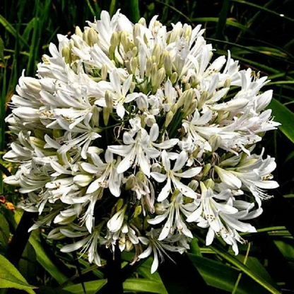 🔥Agapanthus Seeds💥Enjoy 50% Off