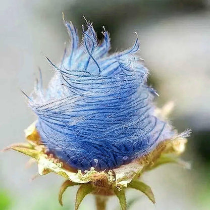 🌺Prairie Smoke Flower seeds🌺