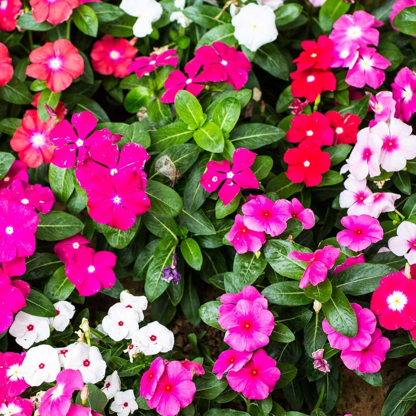 💥50% Off💥Mixed Color Periwinkle Seeds🌺