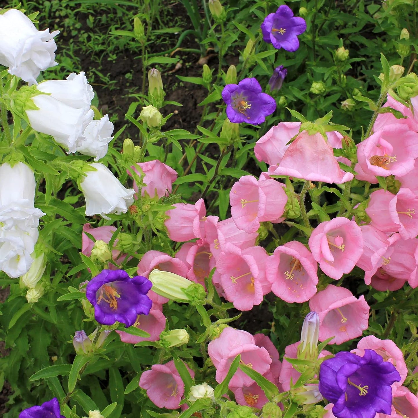 💥50% Off💥Campanula Flower Seeds🌺