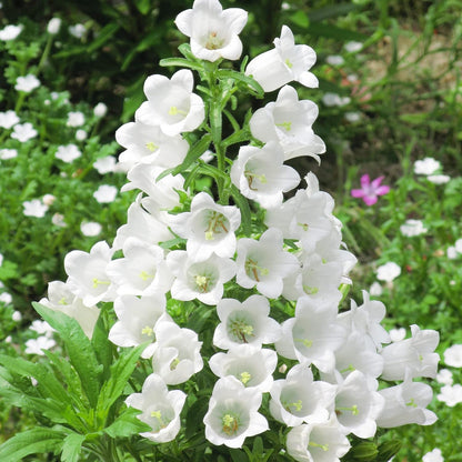 💥50% Off💥Campanula Flower Seeds🌺