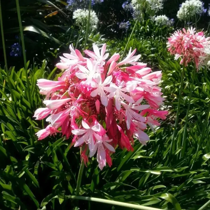 🔥Agapanthus Seeds💥Enjoy 50% Off