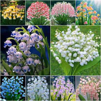 Lily of the Valley💐💑symbol of gratitude and eternal love