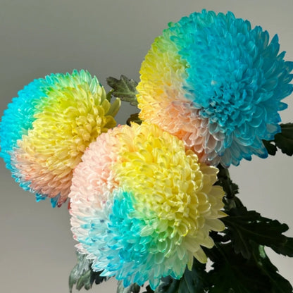 🔥50% OFF🌈Multicolored Peony Aster Seeds🌹