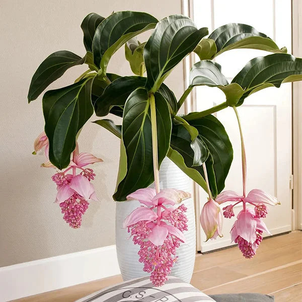 Medinilla Magnifica Flower Seeds