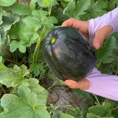 Melon Seeds The Most Suitable Melon for the Elderly and Children