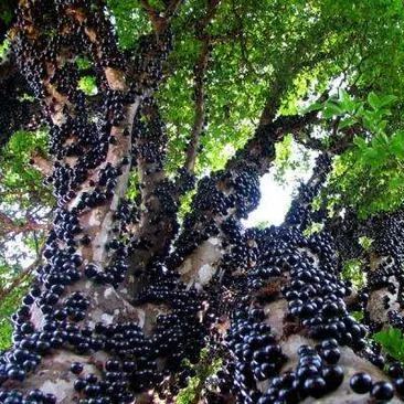 Jabuticaba-Plinia cauliflora-Tree Grape Seeds