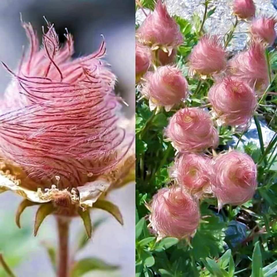 🌺Prairie Smoke Flower seeds🌺